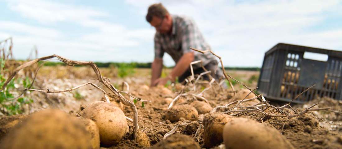 Récolte de pommes de terre